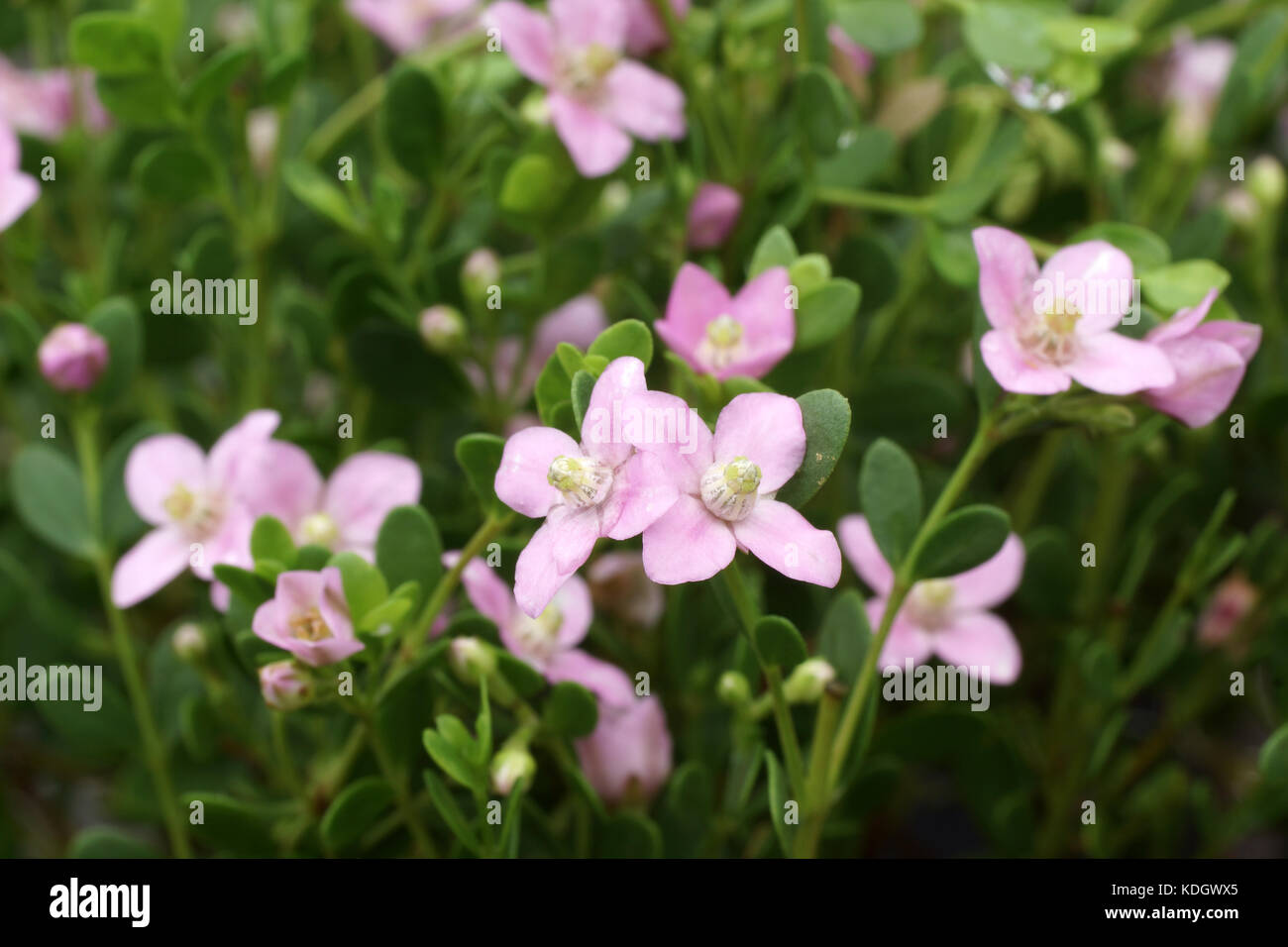 euphorbia spurge plant Spurge