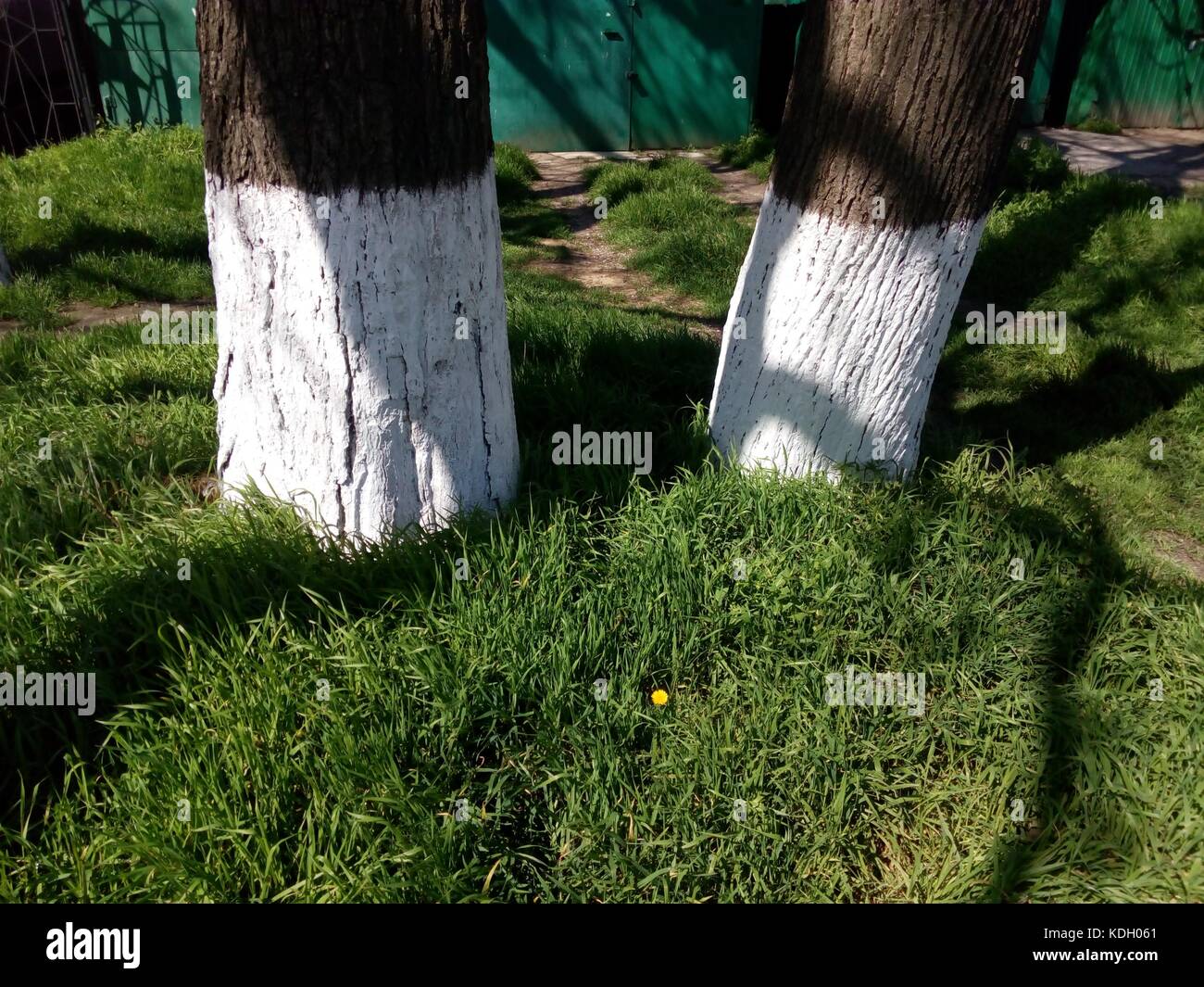 Two large tree trunk close Stock Photo - Alamy