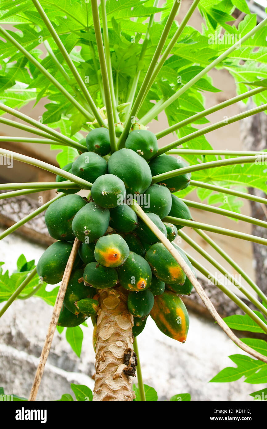 Orchard of papaya hires stock photography and images Alamy