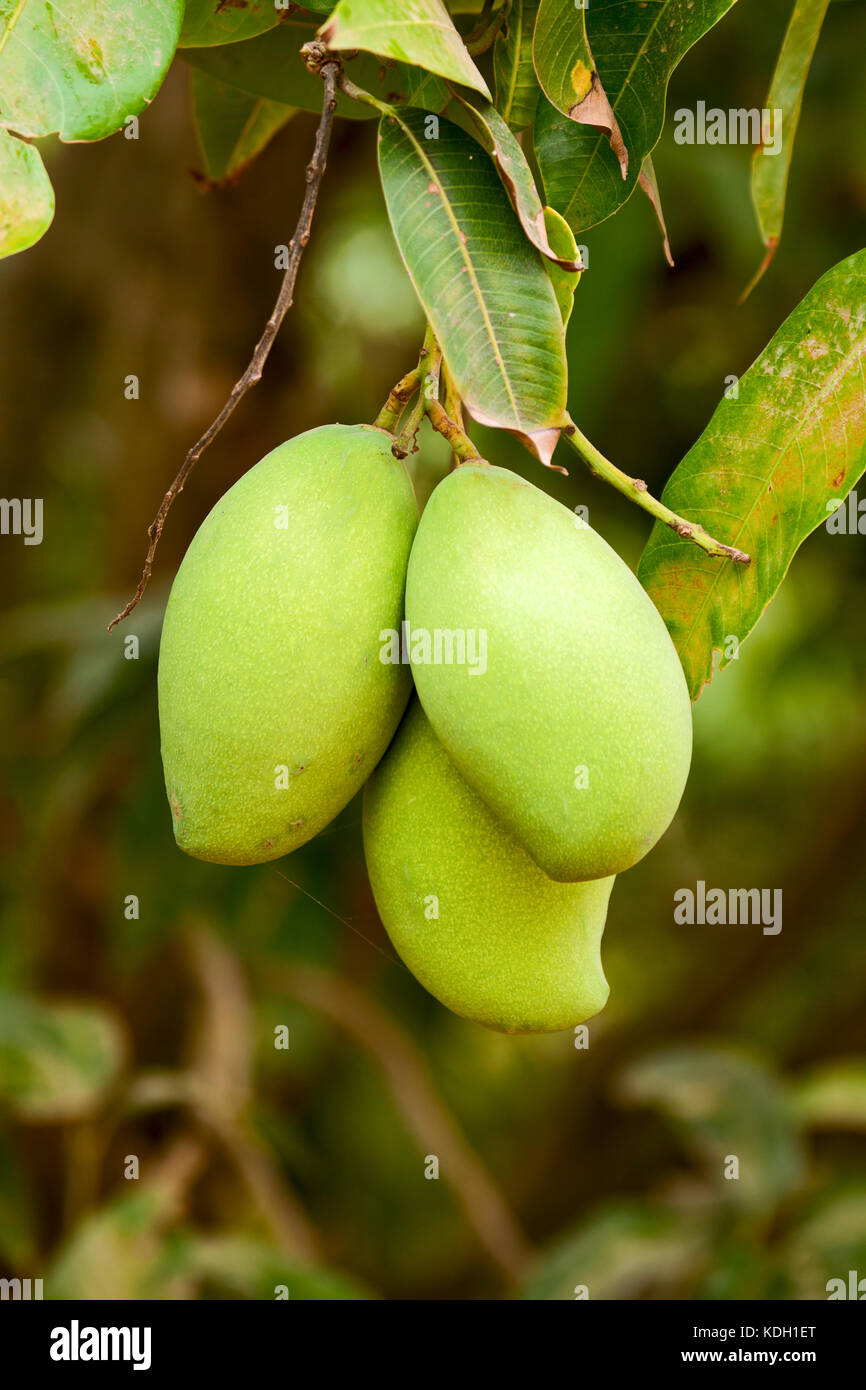 View Mango Green Fruit Picture Pictures