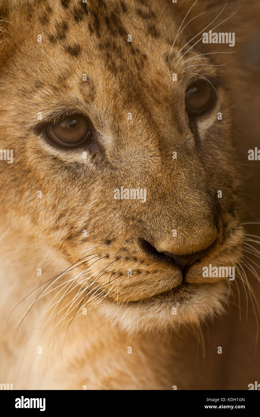 Small young lion, muzzle close up Stock Photo