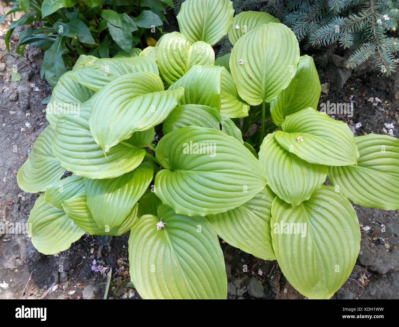 Bush plants with large green shiny leaves closeup Stock Photo - Alamy