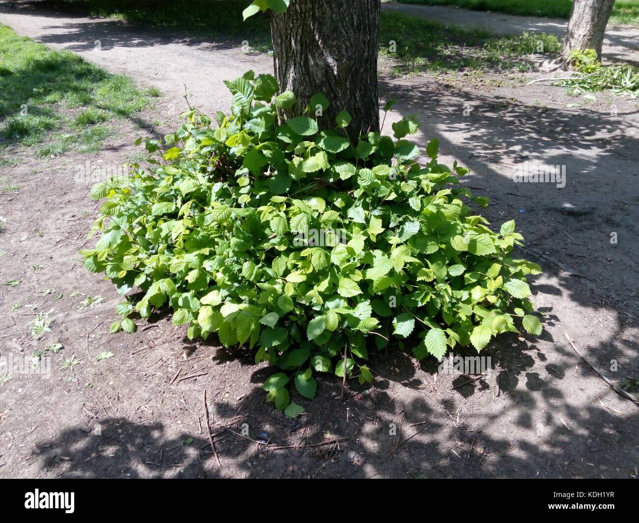 Tree green leaves overgrown hi-res stock photography and images - Alamy
