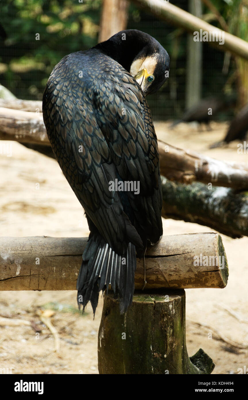Great black cormorant bird in the morning sitting on a log looking at camera covering its face with own wings. Stock Photo