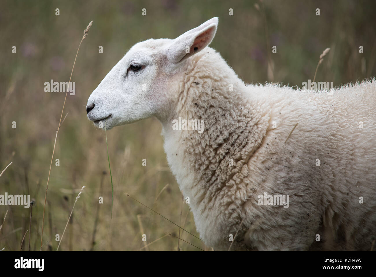 Lamb head profile sheep hi-res stock photography and images - Alamy