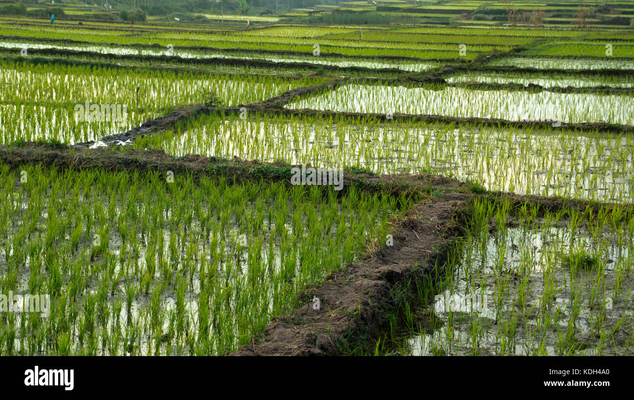 panoramic agriculture view of green rice fields at midday with nobody around, Bajawa Ruteng Indonesia. Stock Photo