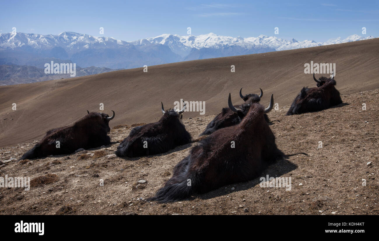 Yaks resting, Mustang, Nepal. Stock Photo
