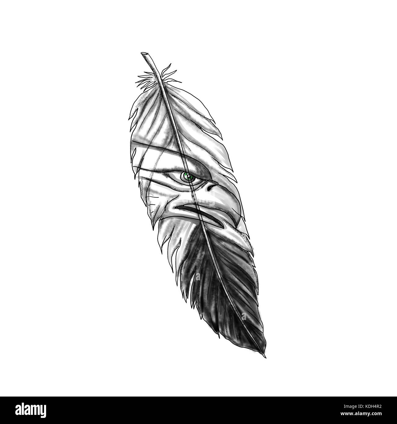 Tattoo style illustration of a feather with sea eagle, seahawk or eagle bird head design on isolated background Stock Photo - Alamy