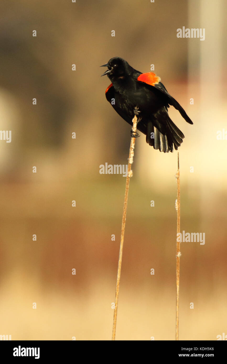 A Red-winged Blackbird calling loudly during spring courtship Stock ...