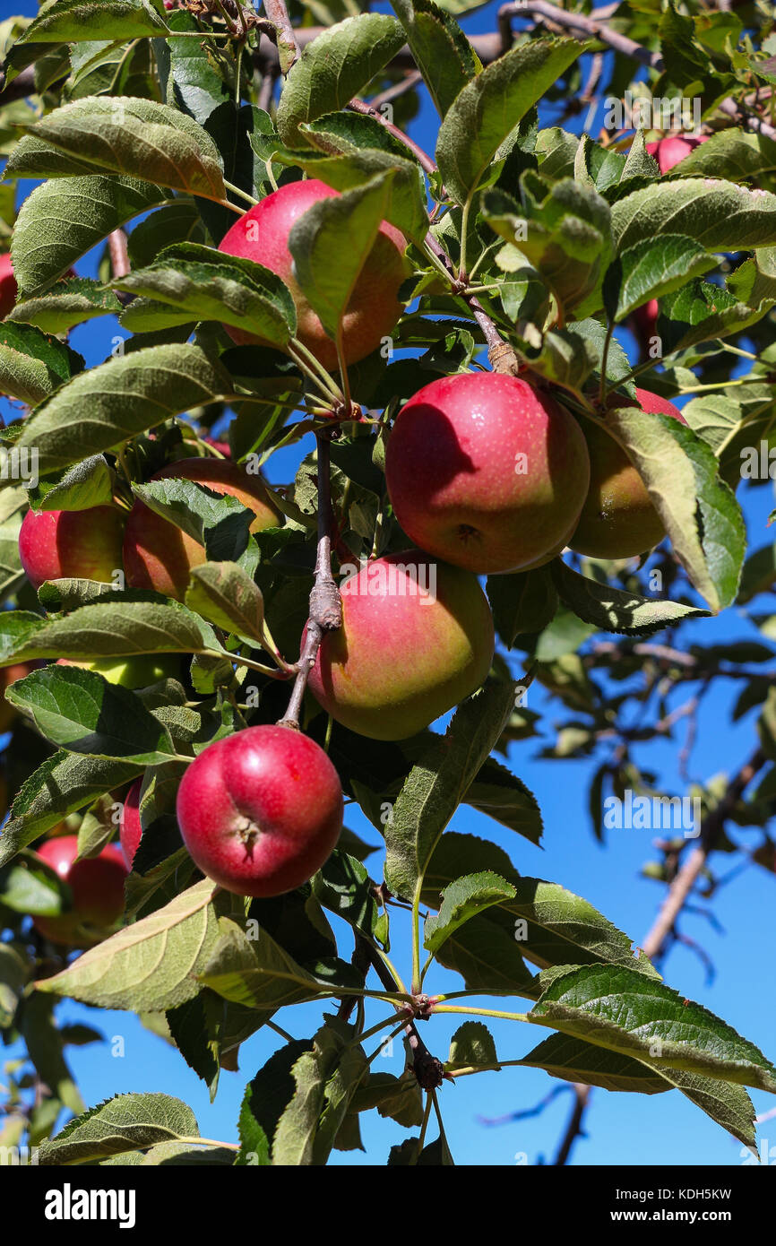 Looking up at a branch loaded with heritage apples in a 100 year old orchard on Palomar Mountain in California, red apples, blue sky, green leaves. Stock Photo