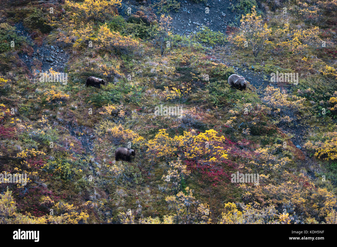 Wild grizzly bears in Alaska Stock Photo