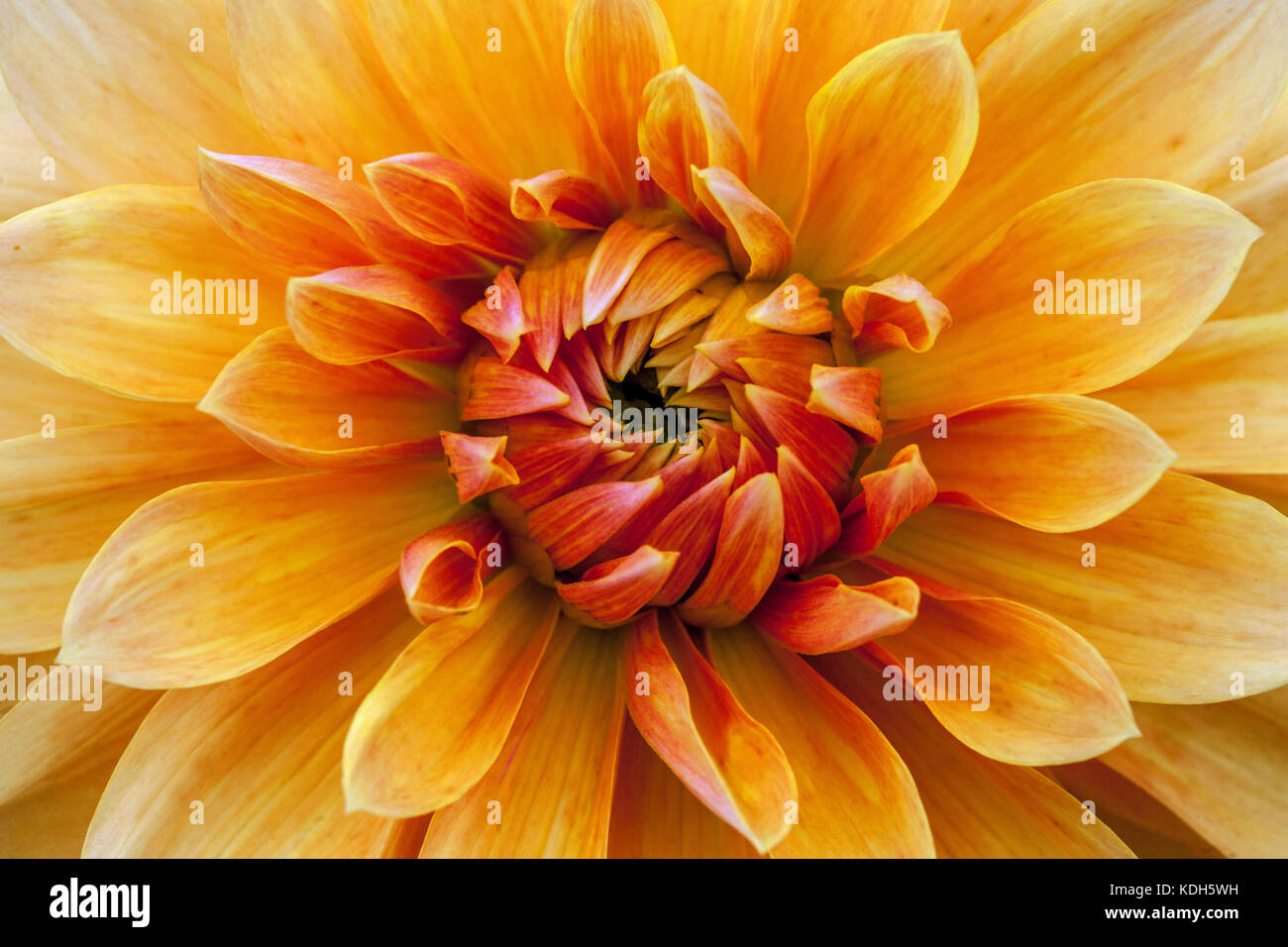 Orange Dahlia 'Krakatoa', close up flower Stock Photo