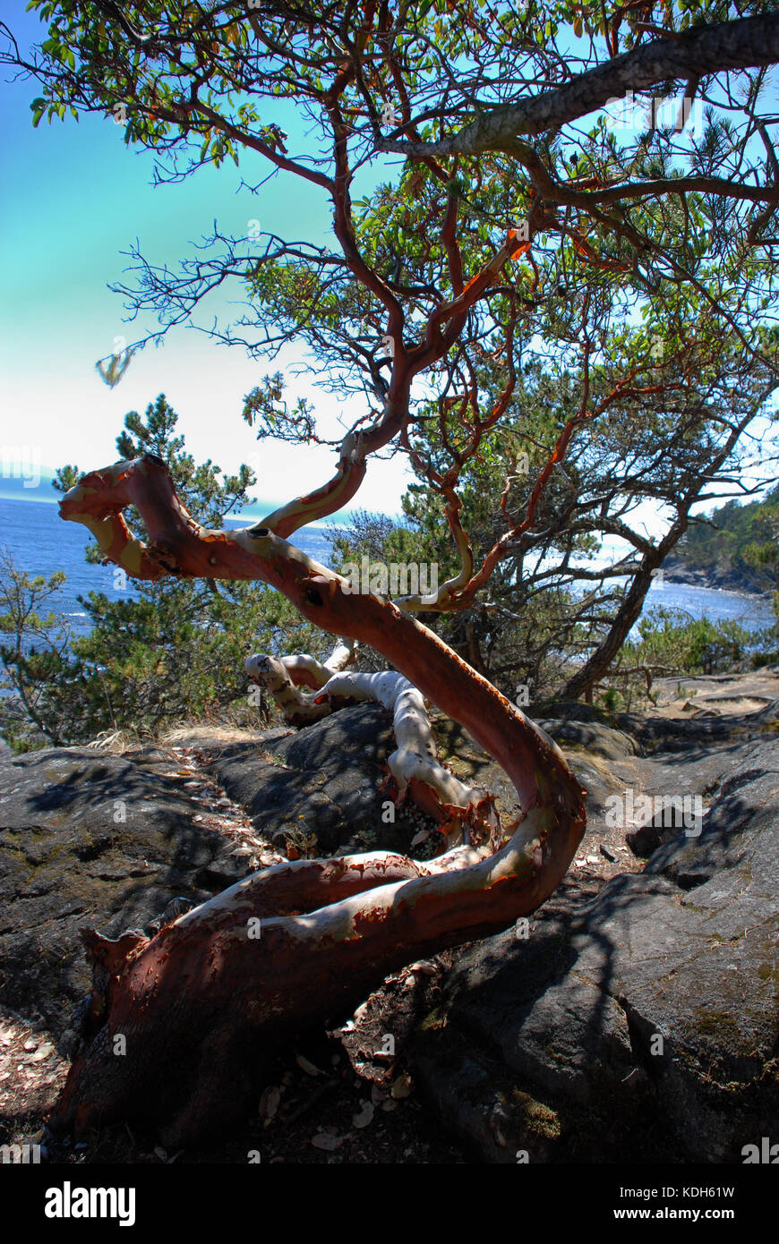 East Sooke Park, near Victoria, BC, Canada is the perfect place for a Sunday stroll or a longer hike Stock Photo