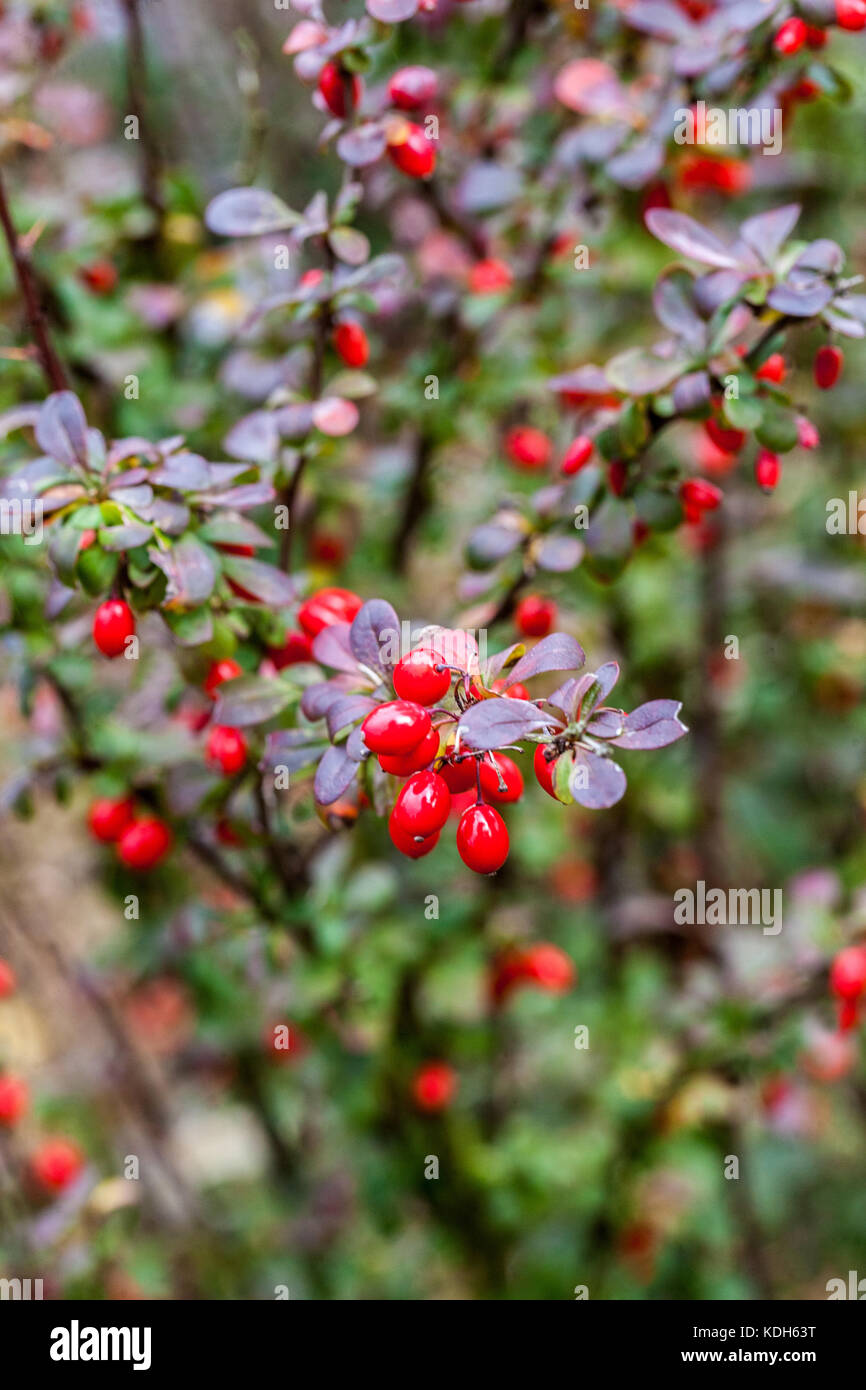 Berberis thunbergii ' Rose Raket ', red berries in autumn Stock Photo