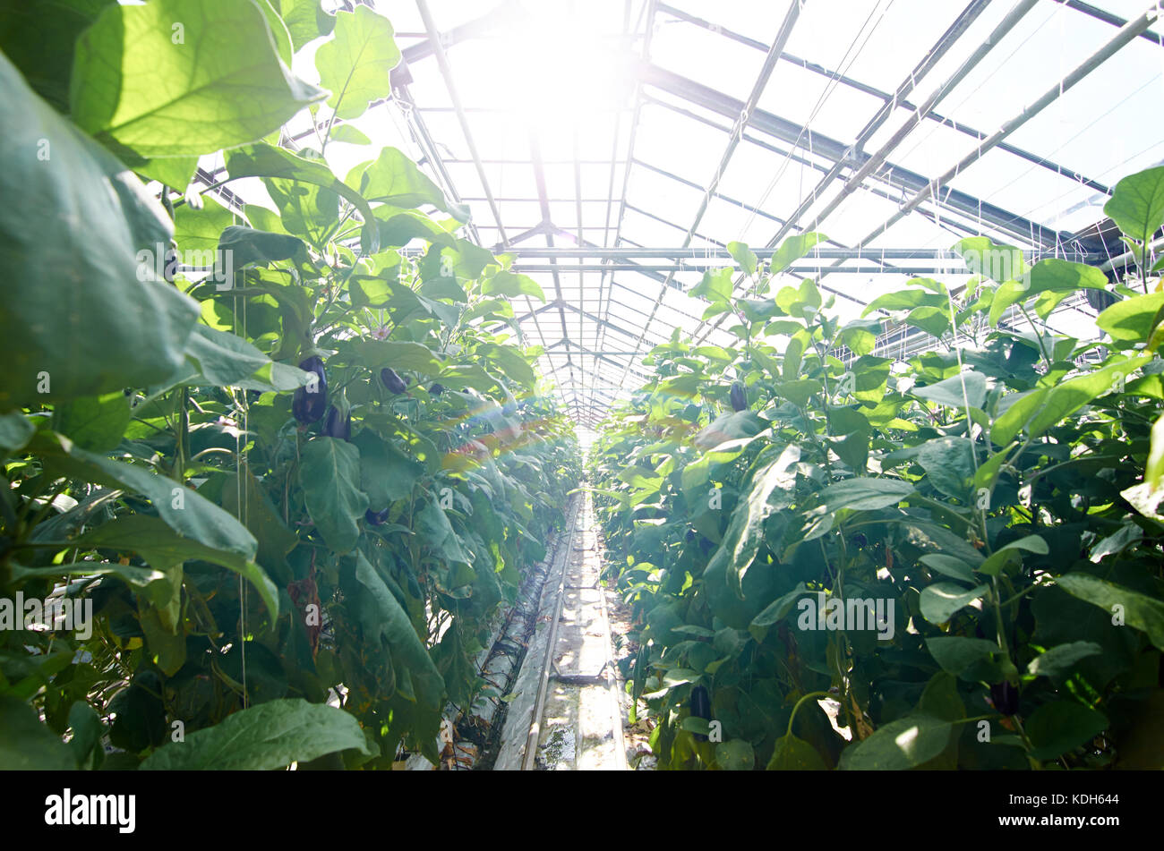 All year round tomatoes growing on plantation in greenhouse Stock Photo Alamy