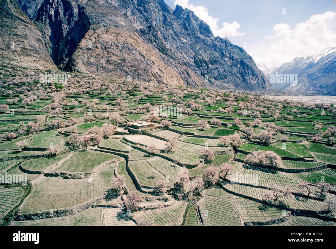 Upper Indus Valley near Skardu, Pakistan, 1990; Terraced fields make
