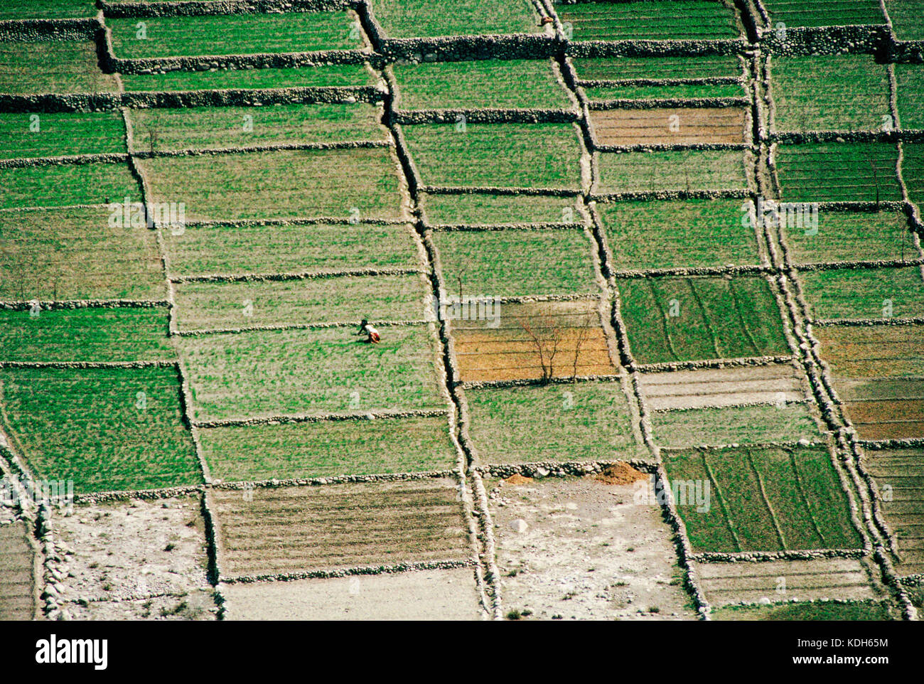 Upper Indus Valley near Skardu, Pakistan, 1990; Terraced fields make the most of fertile soil on the river banks. Stock Photo