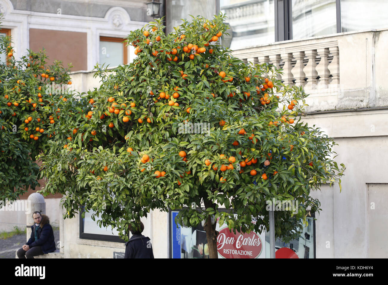 Oranges and orange tree on the streets of Rome. Stock Photo