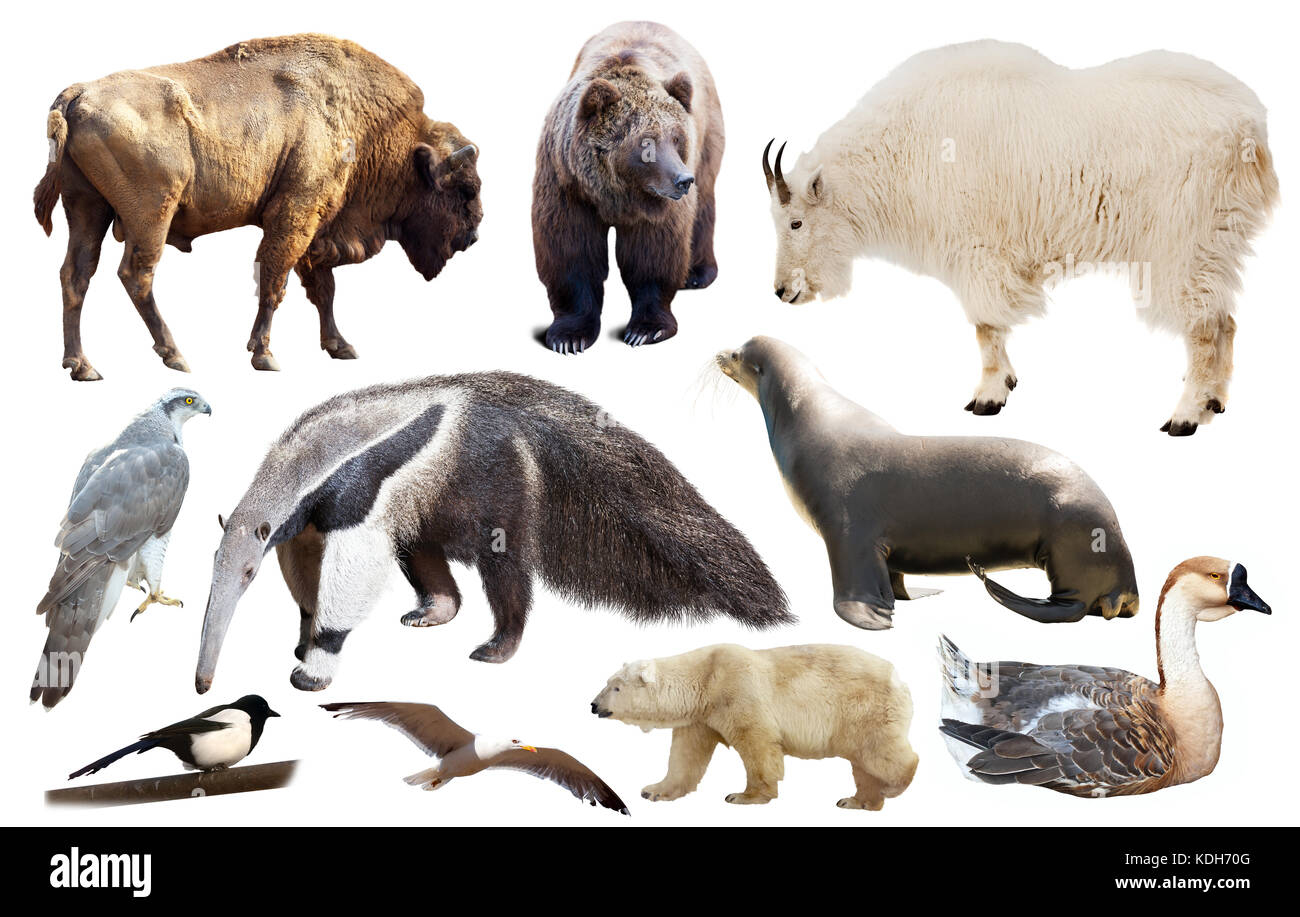 collection of different birds and mammals from north america isolated on white background Stock Photo - Alamy collection of different birds and mammals from north america isolated on white background Stock Photo - Alamy
