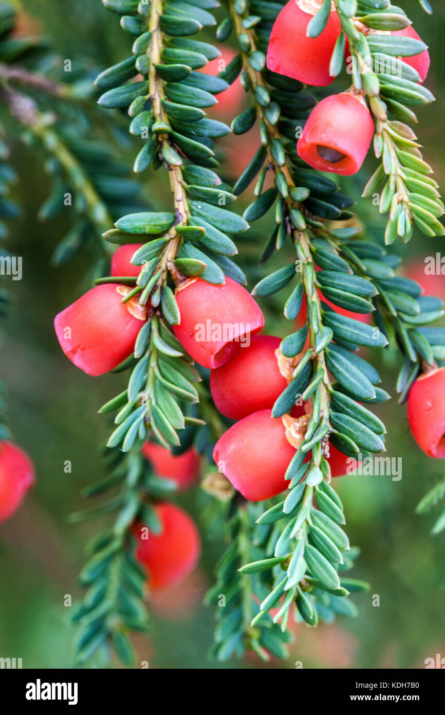 Taxus baccata ' Adpressa ', Yew cones, red berries, cones fruit Stock Photo