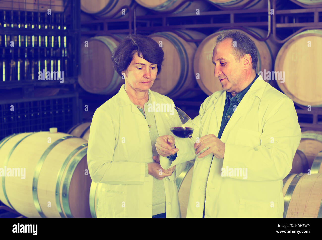 Expert and elderly wine maker estimate quality of wine in cellar Stock