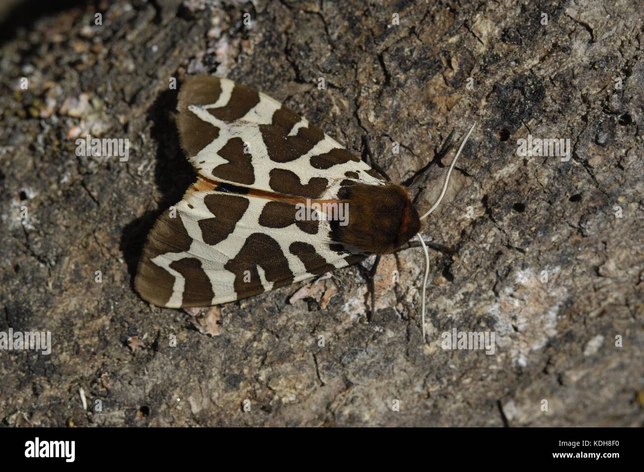 Garden Tiger Moth - Great Tiger Moth (Arctia caja) on bark Aveyron - France Stock Photo