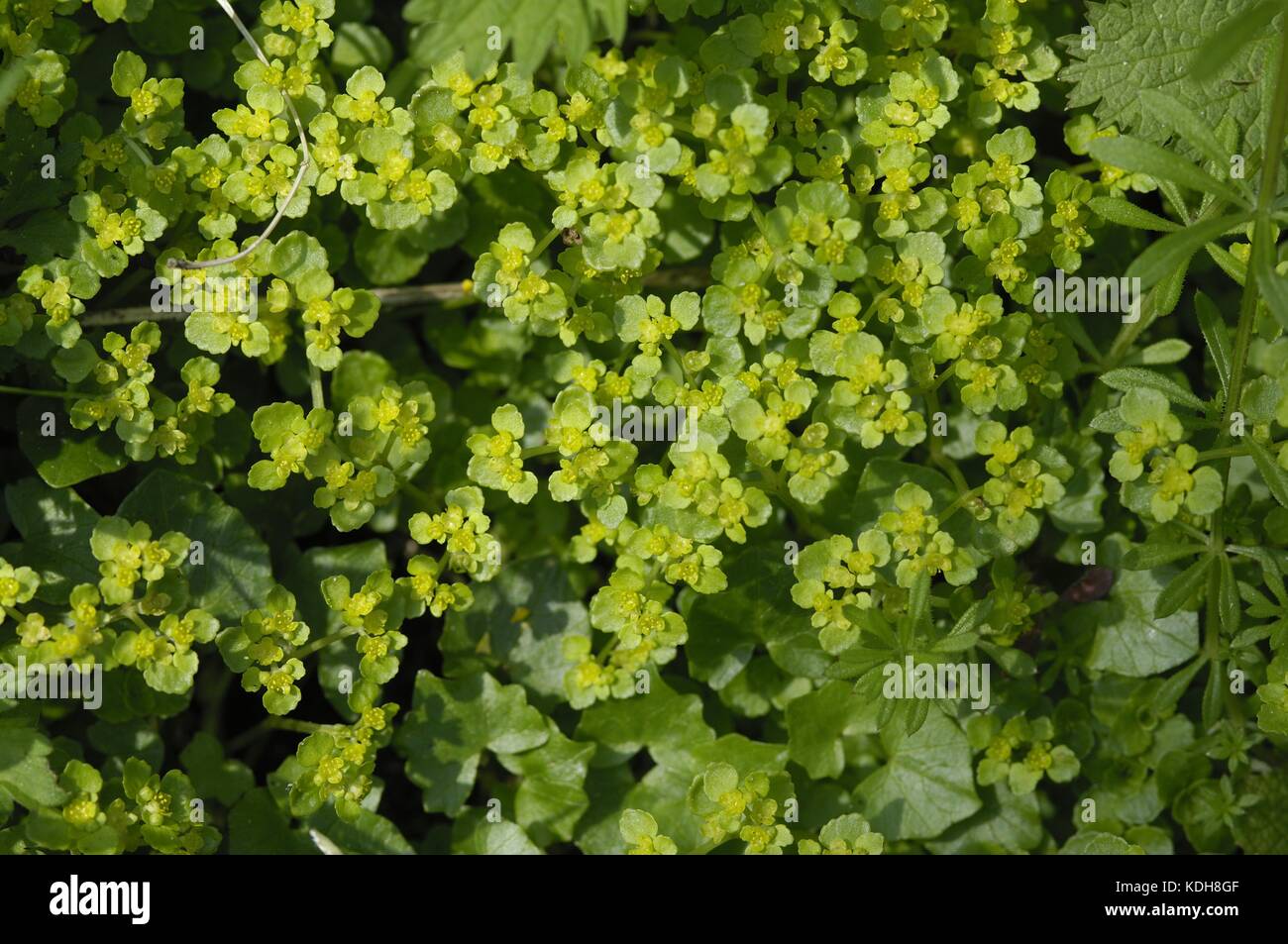 Alternate-leaved Golden Saxifrage (Chrysosplenium alternifolium) flowering at spring Stock Photo