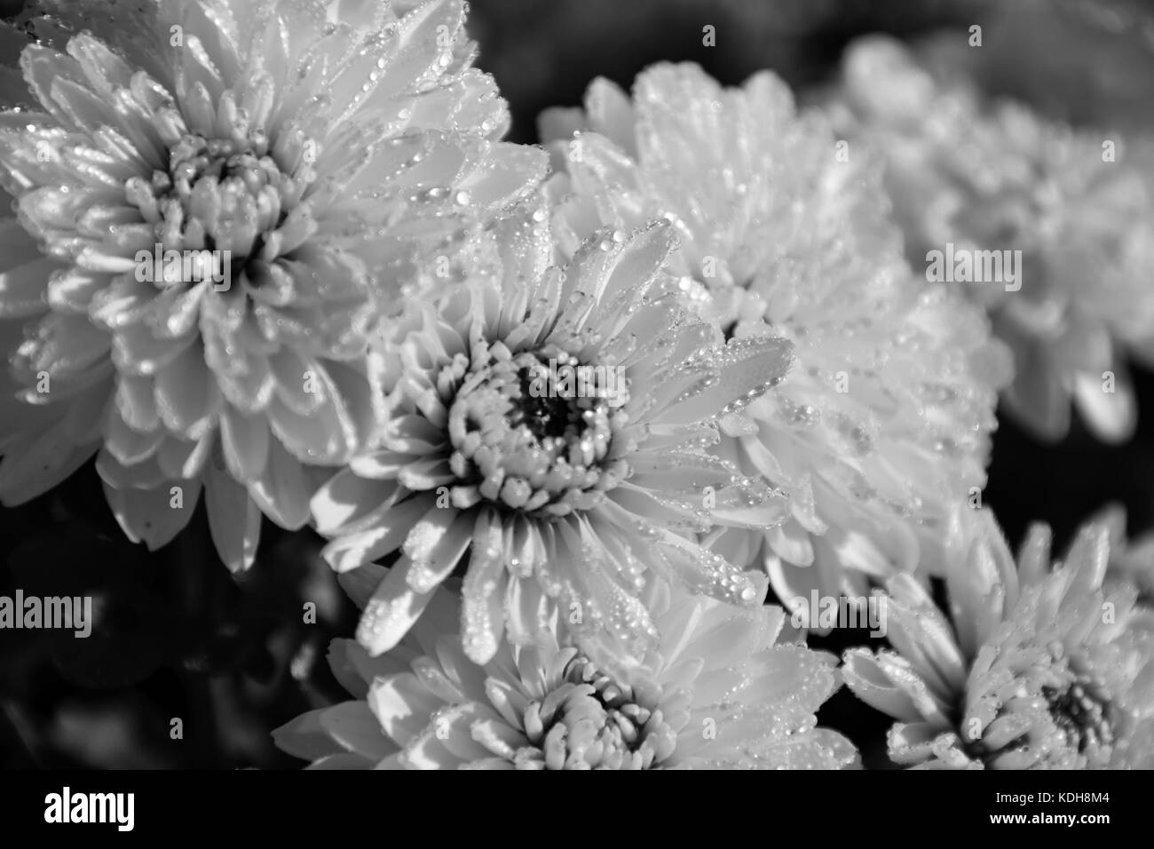flower of the months november, black and white optics by Beautiful