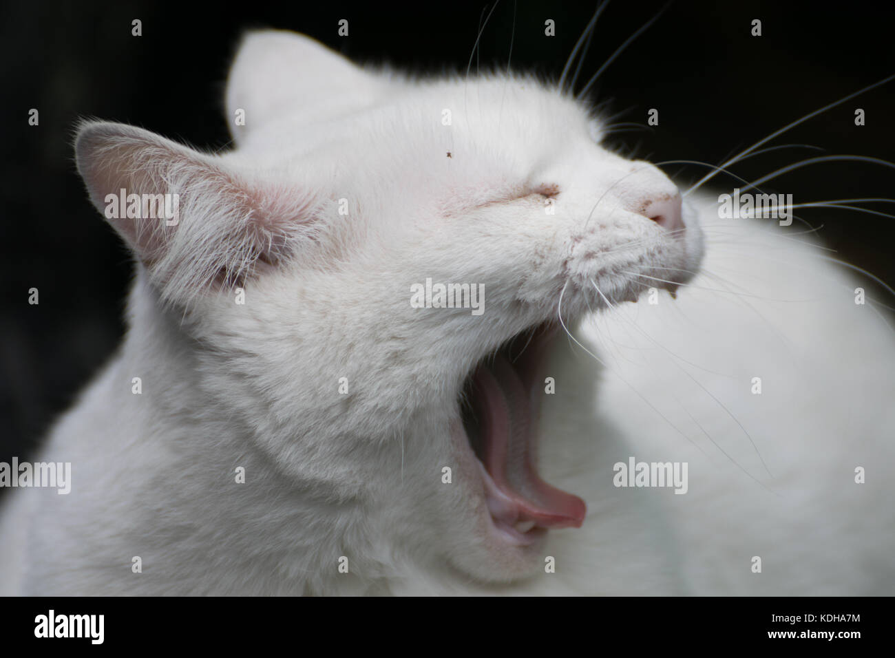cute white green eyes pet cat laying in the garden Stock Photo - Alamy