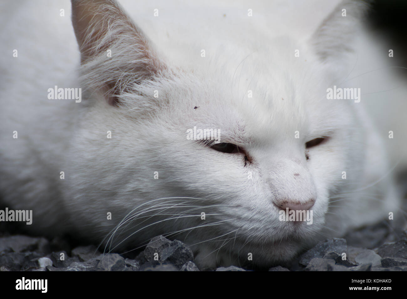 cute white green eyes pet cat laying in the garden Stock Photo - Alamy