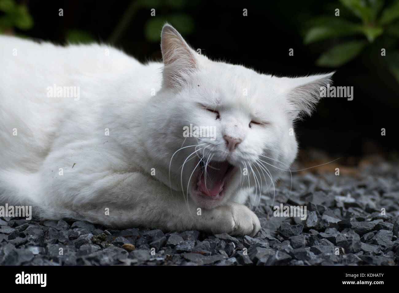 cute white green eyes pet cat laying in the garden Stock Photo - Alamy