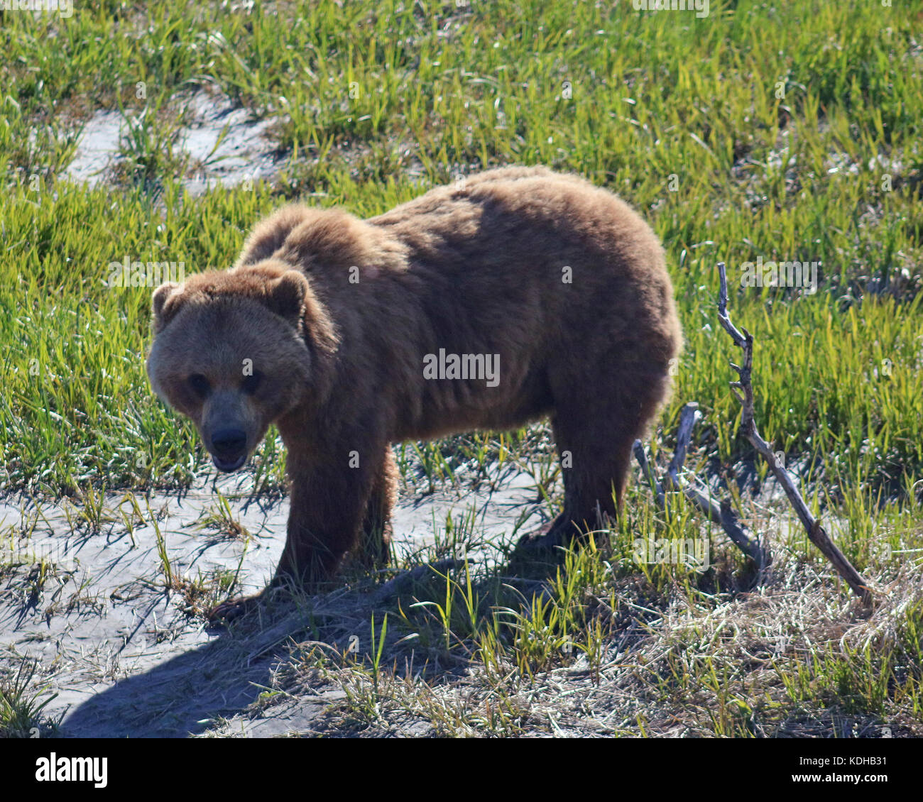 Brown bear walking in grassy meadow, Alaska Stock Photo - Alamy