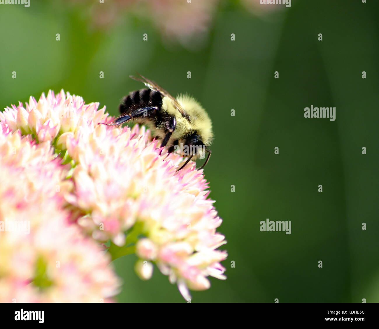 Pink Sedum with Common Eastern Bumble Bee Stock Photo