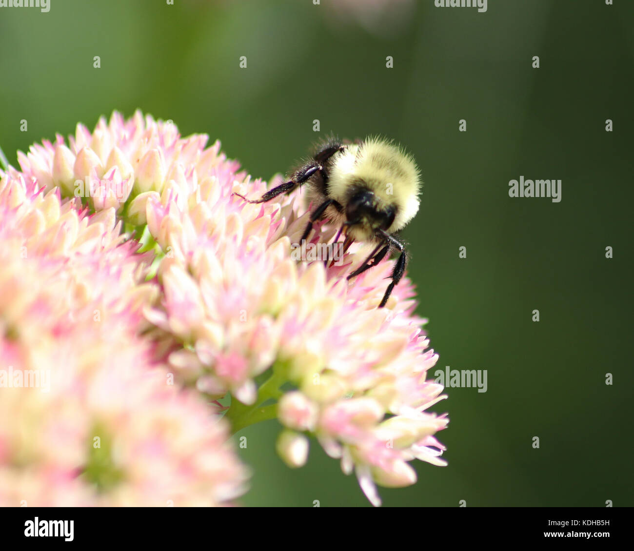 Closeup of Bumble Bee at work gathering pollen on a pretty pink Sedum flowering plant Stock Photo