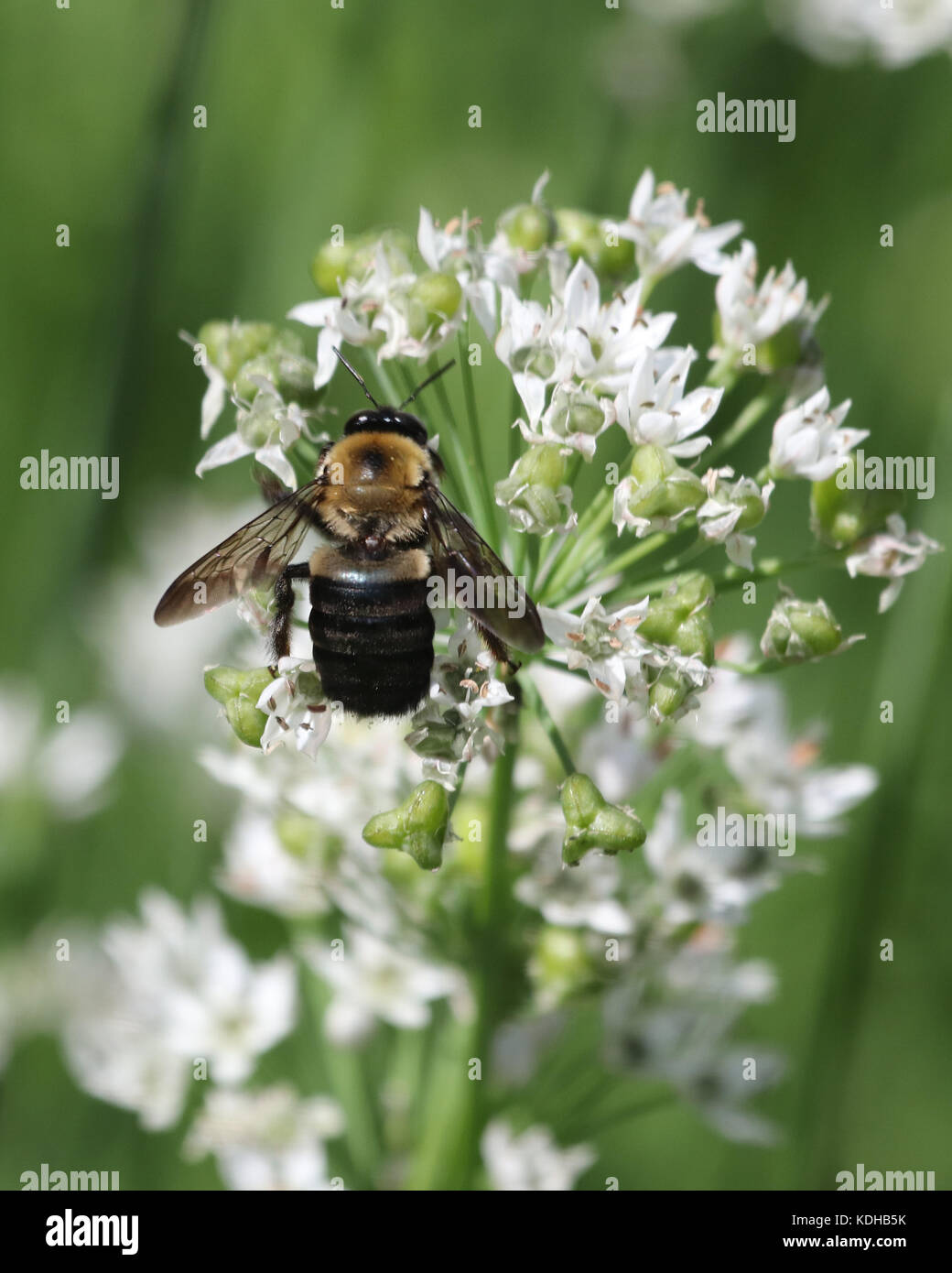 Bumble Bee busy pollinating a white garlic plant Stock Photo