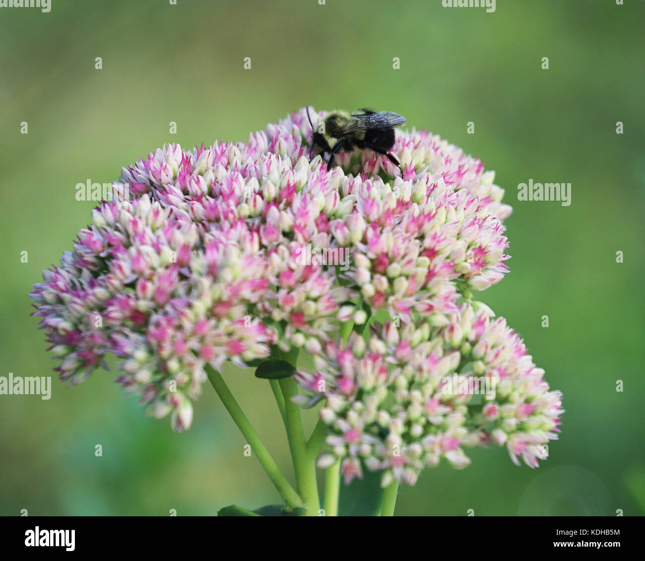Pink Sedum stonecrop (Sedum Crassulaceae) attract bees and butterflies Stock Photo