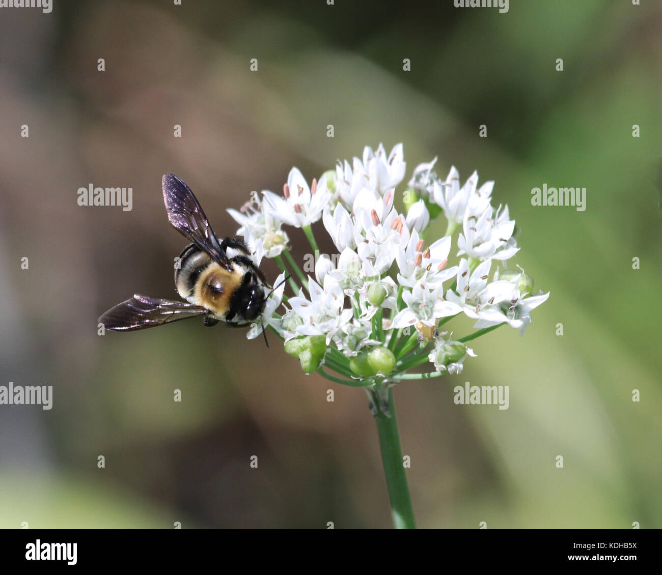 Common Eastern Bumble Bee on a white garlic flower cluster Stock Photo