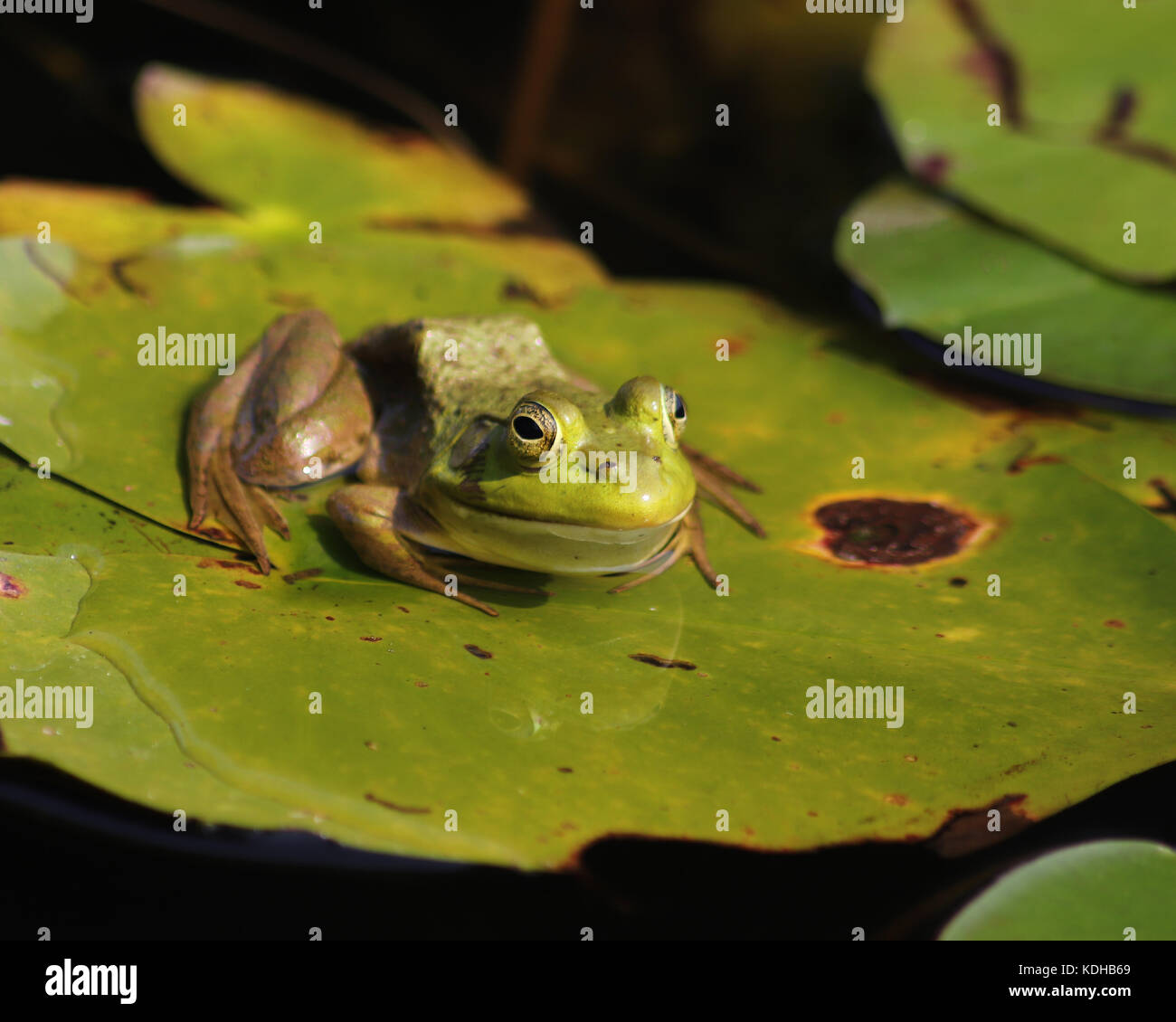 A Bullfrog floating on a green lily pad in Trustom Pond, South Kingstown, Rhode Island Stock Photo