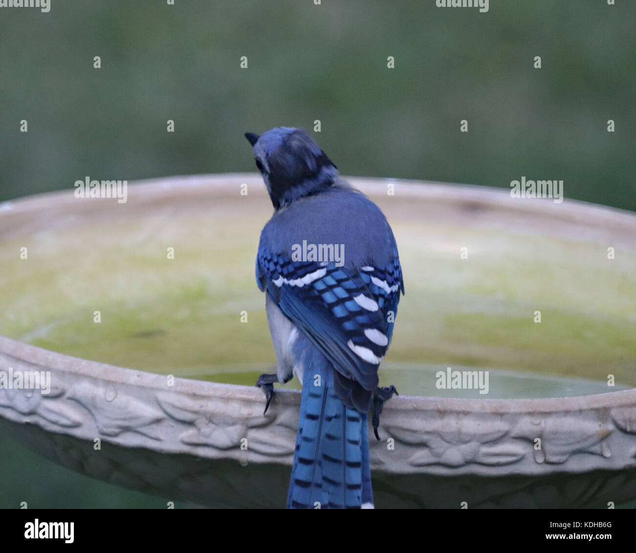 Blue Jay looking around from it's spot on a stone bird bath Stock Photo