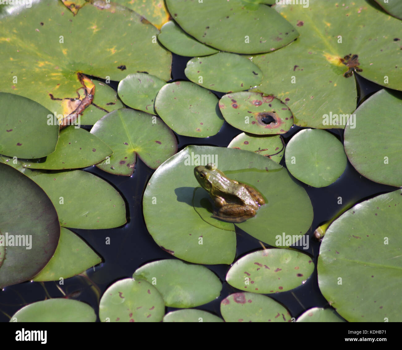 Bullfrogs are known to eat absolutely anything that they manage to fit ...