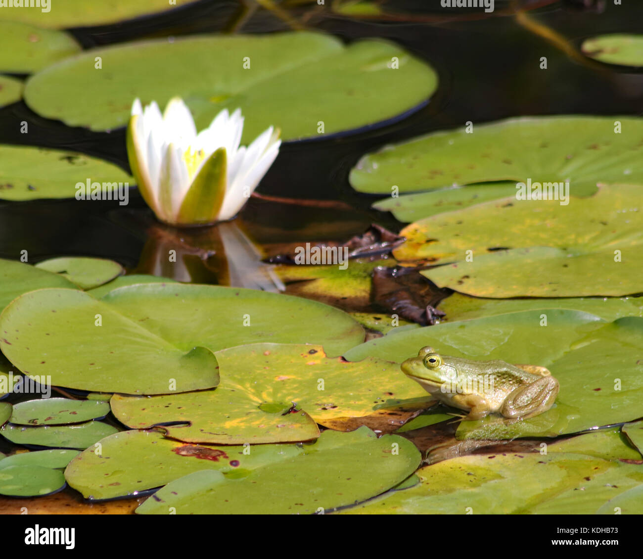 Pretty white lily and a bullfrog on the lily pads. Sites such as this covered the entire pond at Trustom Park in Rhode Island Stock Photo