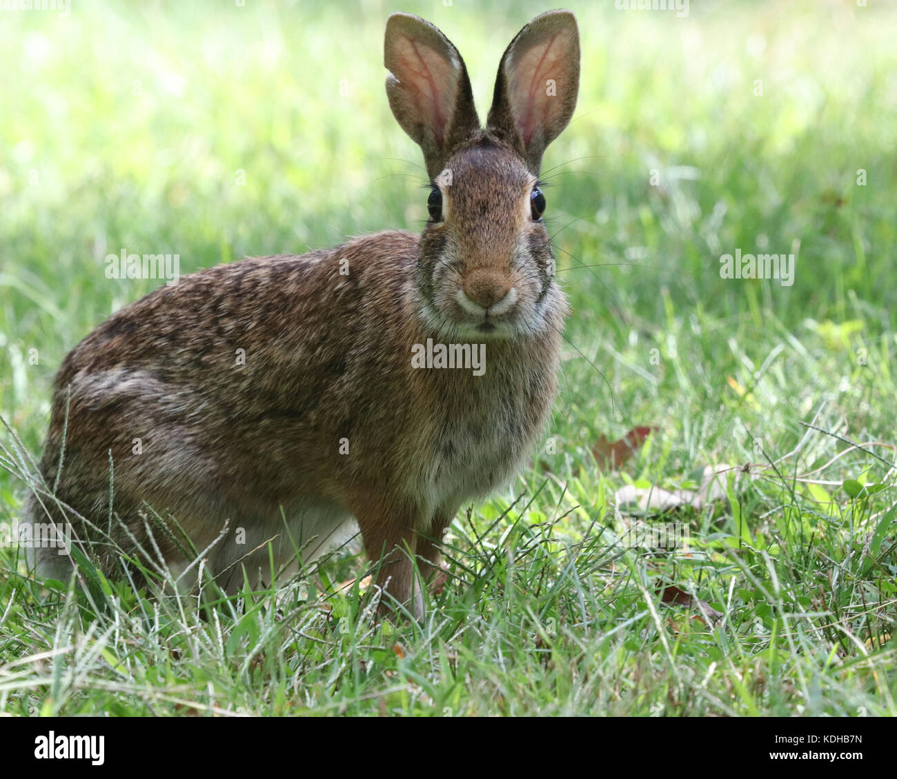Surprised Eastern Cottontail rabbit standing in grass Stock Photo