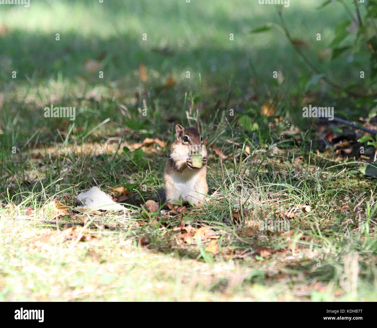 Adorable Chipmunk holding a green nut to it's mouth Stock Photo