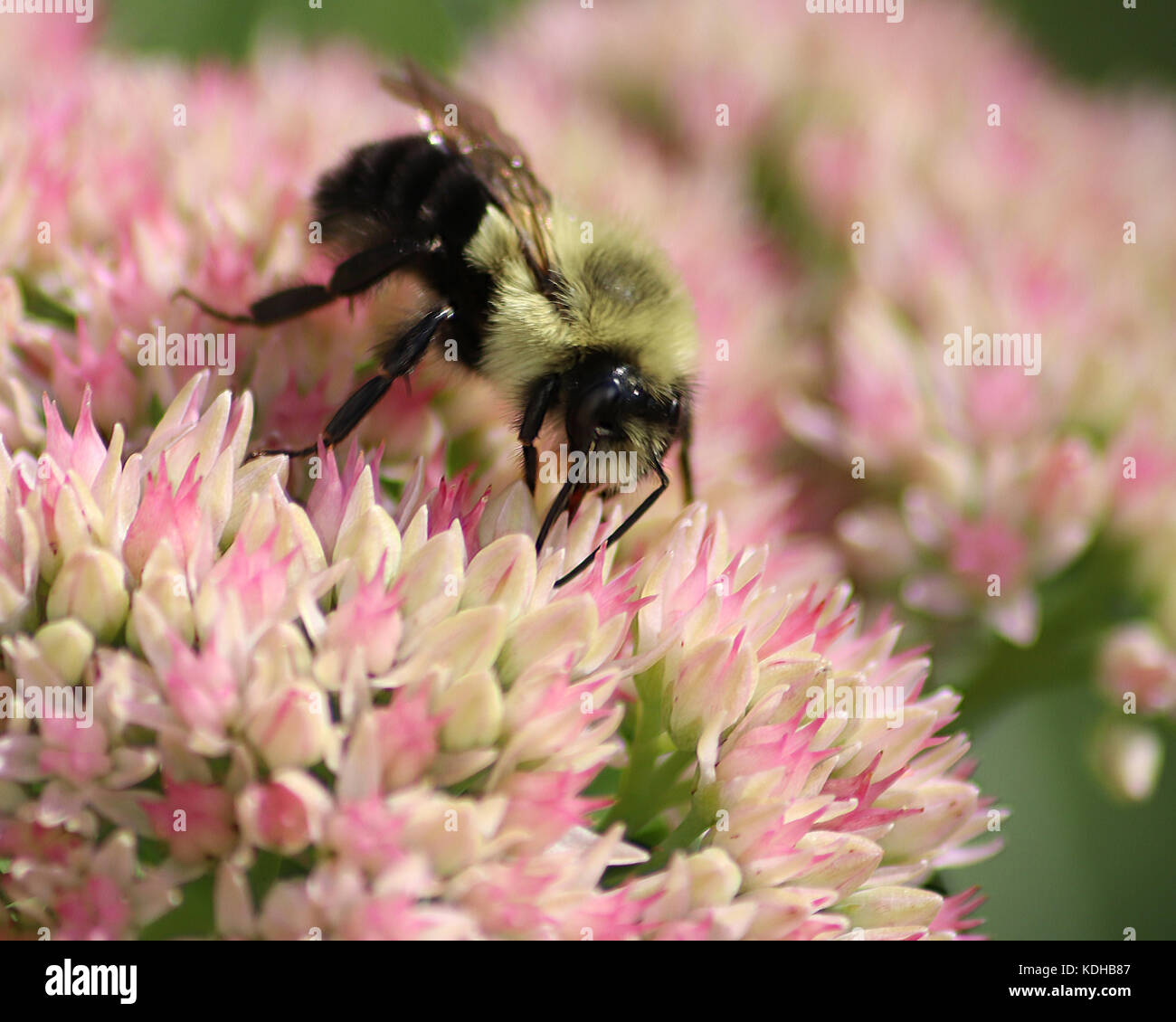 Closeup of Bumble Bee as it walks on a pretty pink Sedum plant Stock Photo