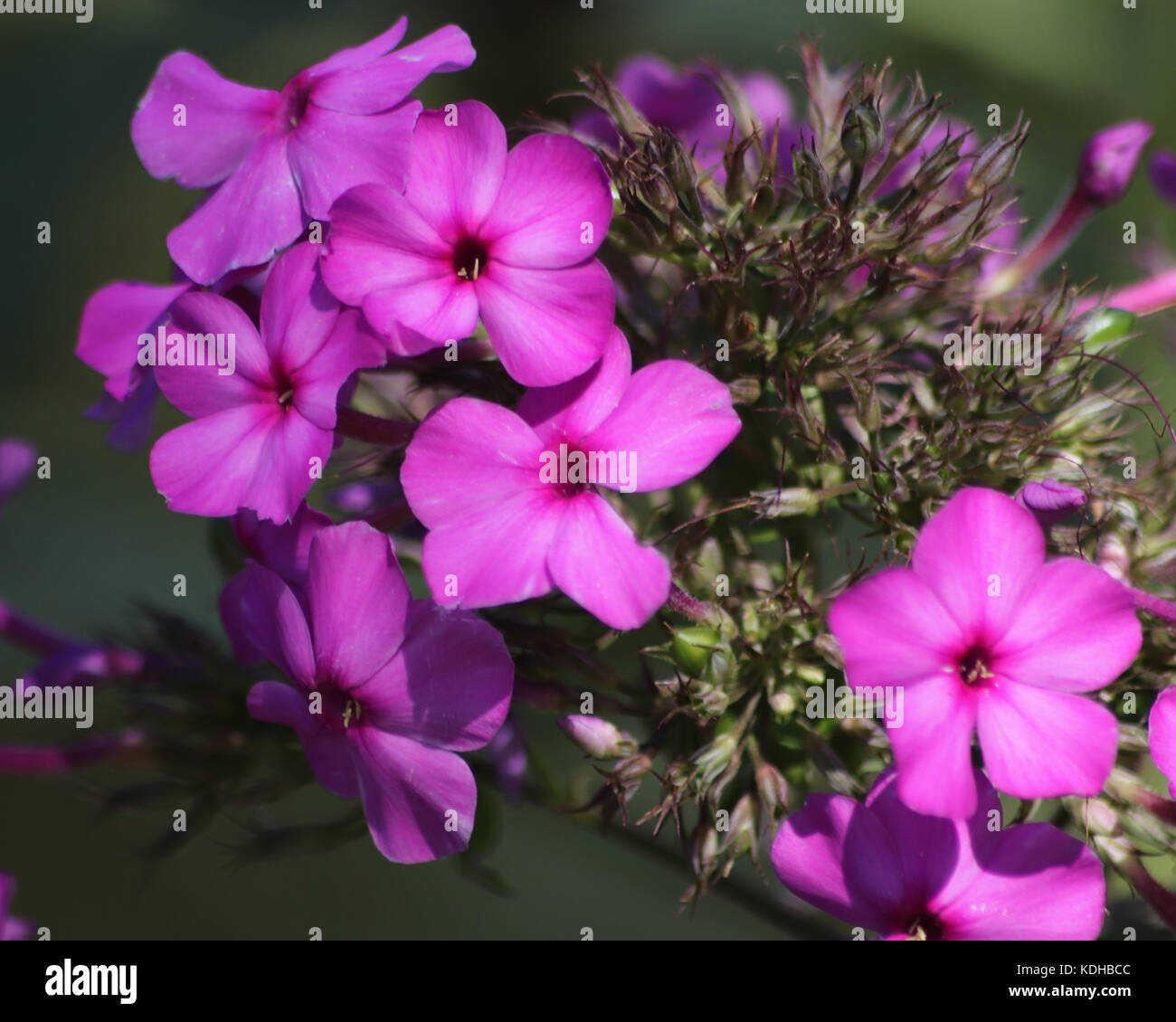 Beautiful purple Garden Phlox is a North American perennial Stock Photo