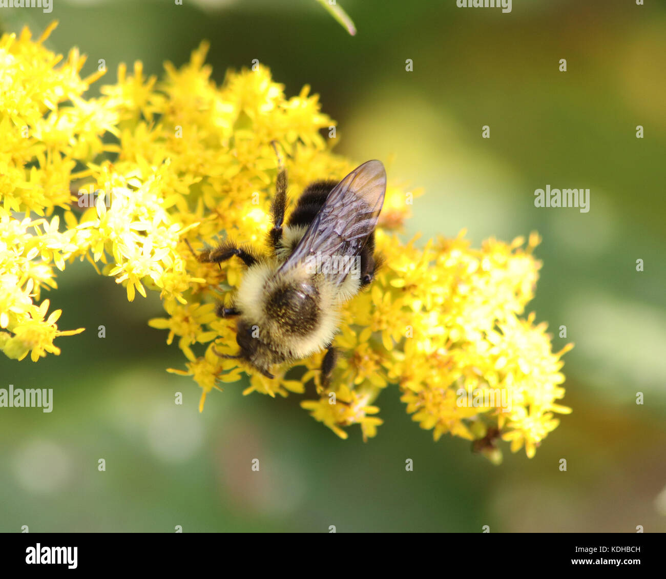 Solidago plant (goldenrod) with Bumble Bee closeup Stock Photo