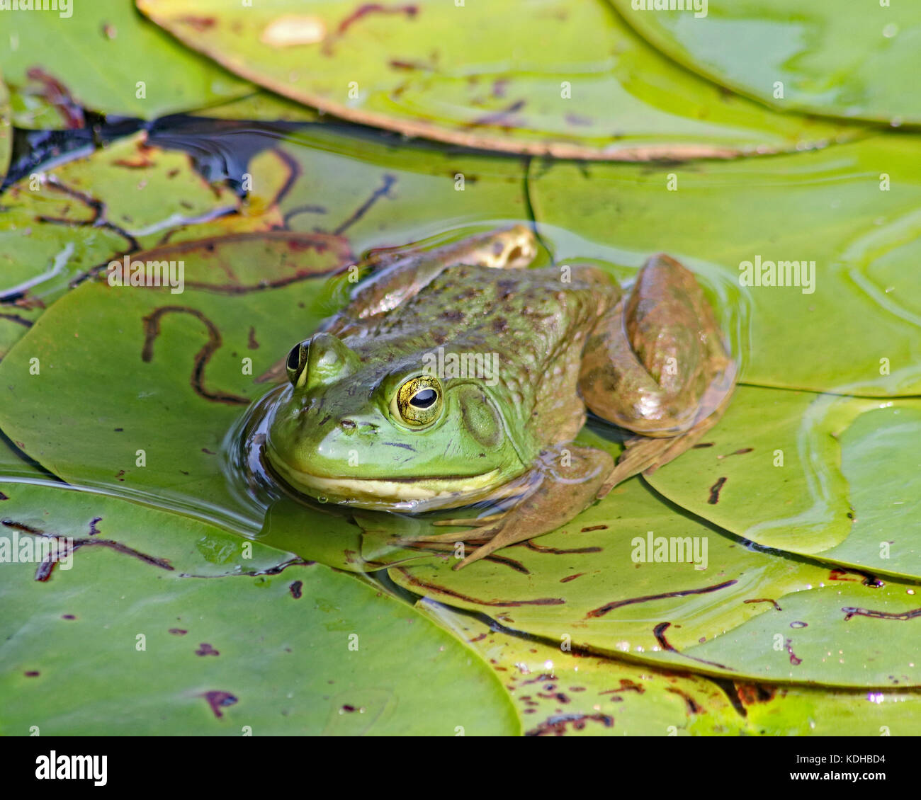 Bullfrogs can range in length from 3.5 to 8 inches and are common throughout North America Stock Photo