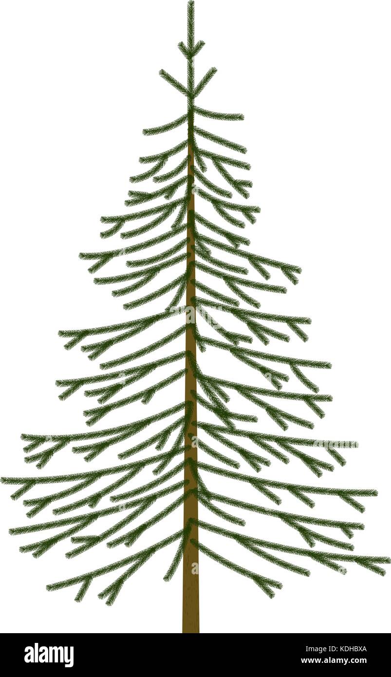 Fir tree vector vectors hi-res stock photography and images - Alamy
