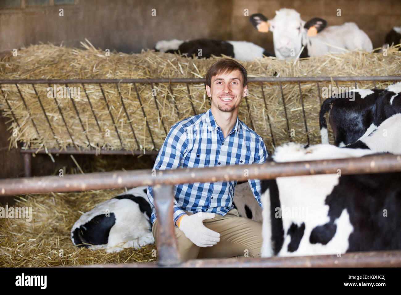 young male farmer sitting with cows in farm hangar and smiling Stock ...