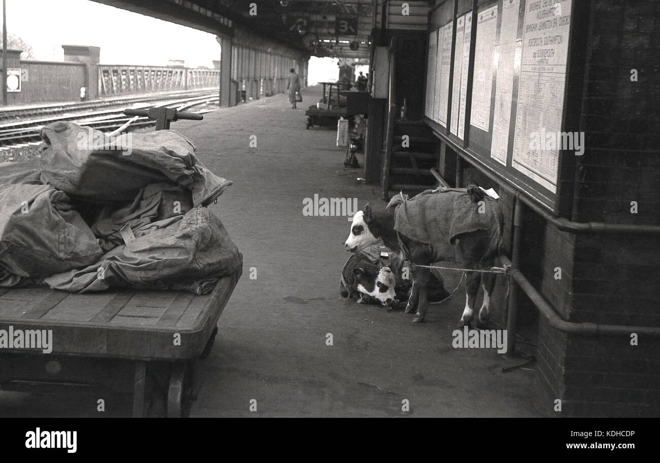 1960s, historical, animal freight, two small white-headed calves with sack material cut around them and tied to a outside pipe, wait on a railway station platform before being transported by train, England. Stock Photo